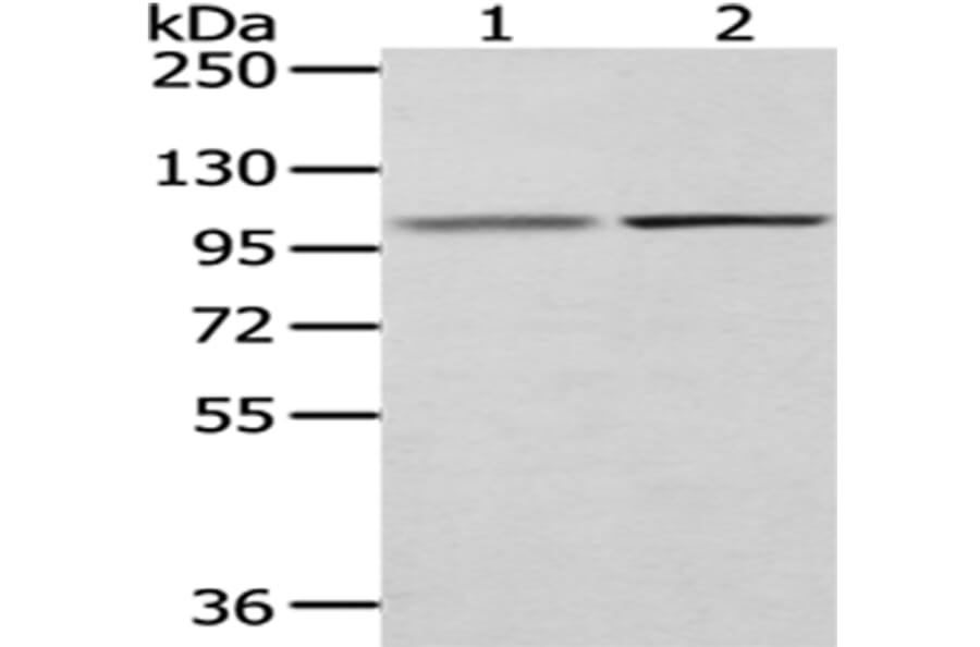 MECOM Antibody from Signalway Antibody (43032) - Antibodies.com