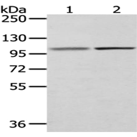 MECOM Antibody from Signalway Antibody (43032) - Antibodies.com