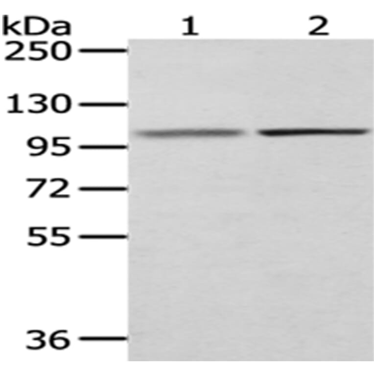 MECOM Antibody from Signalway Antibody (43032) - Antibodies.com