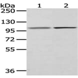 MECOM Antibody from Signalway Antibody (43032) - Antibodies.com