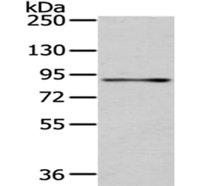 SSRP1 Antibody from Signalway Antibody (43058) - Antibodies.com
