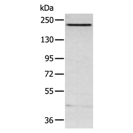 ARID2 Antibody from Signalway Antibody (43119) - Antibodies.com