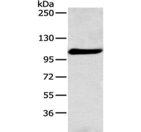 FOLH1 Antibody from Signalway Antibody (43127) - Antibodies.com