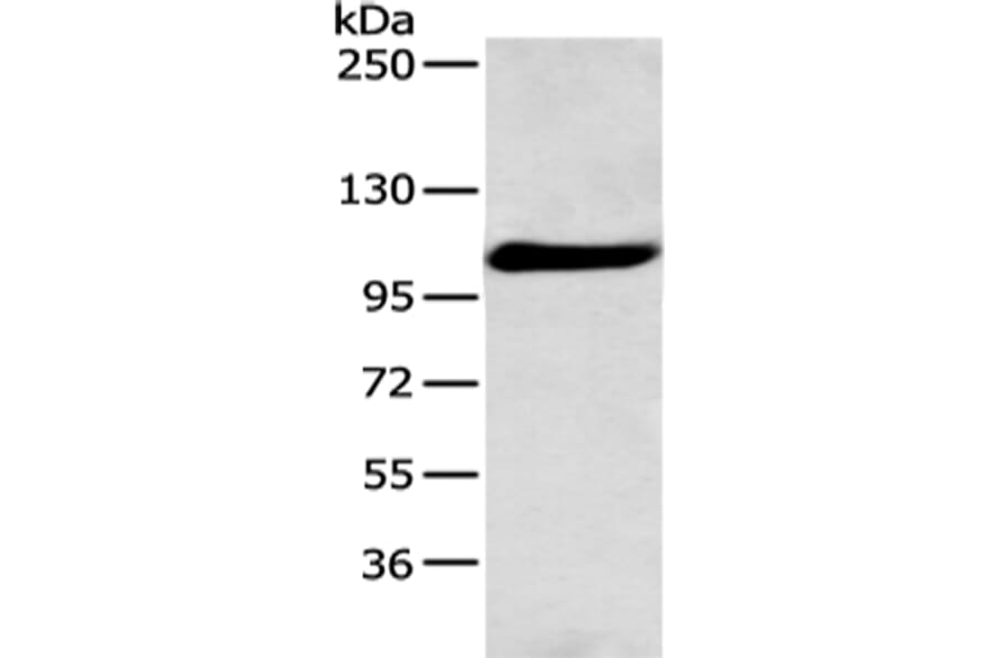 FOLH1 Antibody from Signalway Antibody (43127) - Antibodies.com