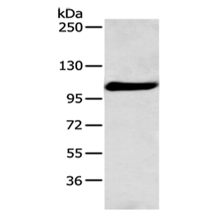 FOLH1 Antibody from Signalway Antibody (43127) - Antibodies.com