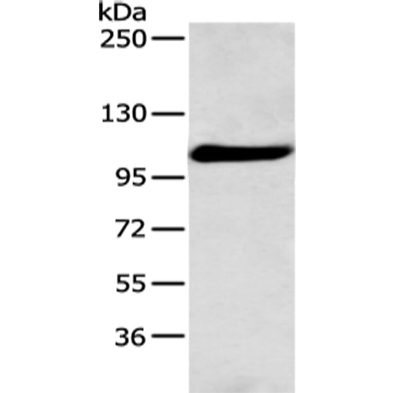 FOLH1 Antibody from Signalway Antibody (43127) - Antibodies.com