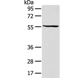 PTGIS Antibody from Signalway Antibody (43129) - Antibodies.com