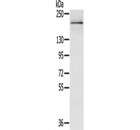 RGS12 Antibody from Signalway Antibody (43141) - Antibodies.com