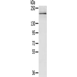 RGS12 Antibody from Signalway Antibody (43141) - Antibodies.com