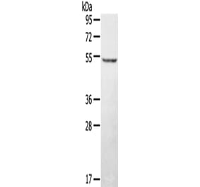 STYK1 Antibody from Signalway Antibody (43150) - Antibodies.com