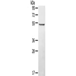 STYK1 Antibody from Signalway Antibody (43150) - Antibodies.com