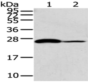 CD79A Antibody from Signalway Antibody (43185) - Antibodies.com