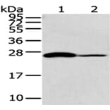 CD79A Antibody from Signalway Antibody (43185) - Antibodies.com