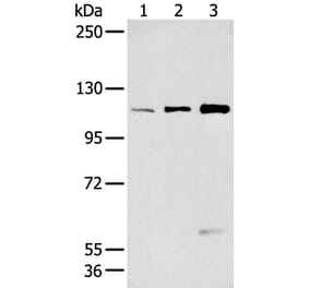 FBLN2 Antibody from Signalway Antibody (43270) - Antibodies.com