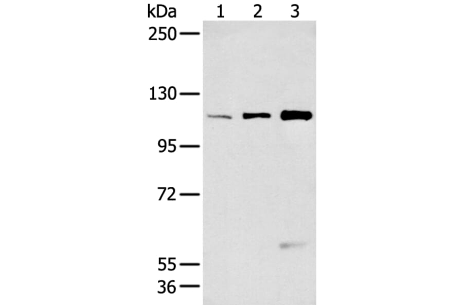 FBLN2 Antibody from Signalway Antibody (43270) - Antibodies.com