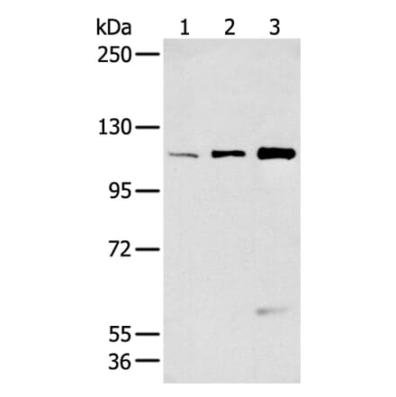 FBLN2 Antibody from Signalway Antibody (43270) - Antibodies.com