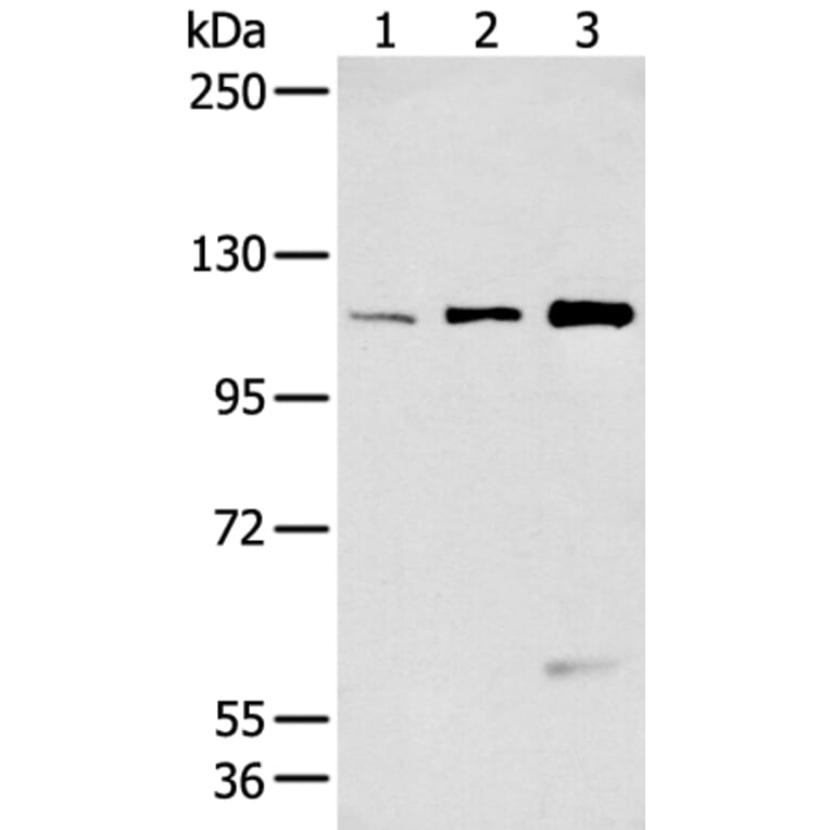 FBLN2 Antibody from Signalway Antibody (43270) - Antibodies.com