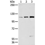 FBLN2 Antibody from Signalway Antibody (43270) - Antibodies.com