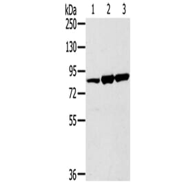 SENP5 Antibody from Signalway Antibody (43328) - Antibodies.com