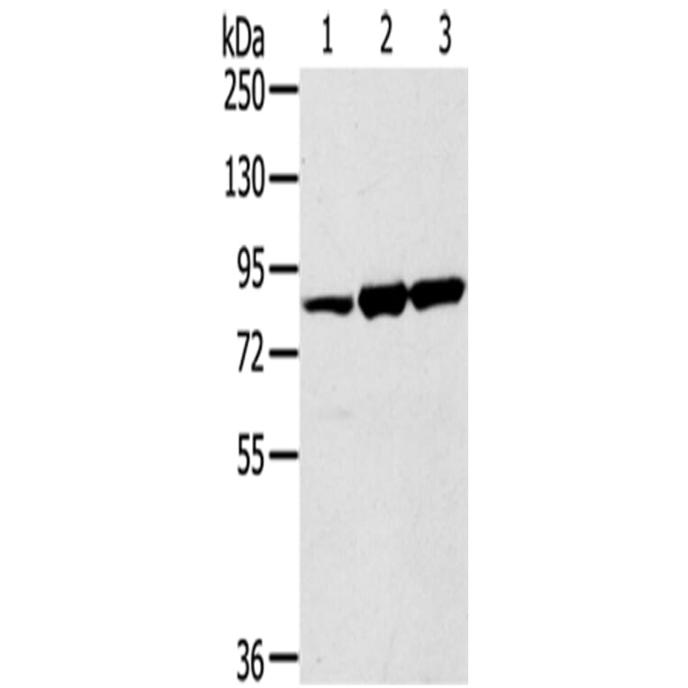 SENP5 Antibody from Signalway Antibody (43328) - Antibodies.com