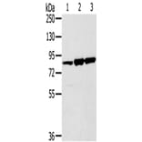 SENP5 Antibody from Signalway Antibody (43328) - Antibodies.com