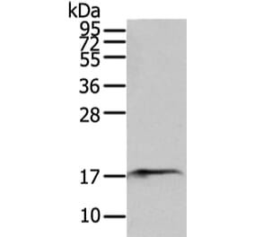 SNX12 Antibody from Signalway Antibody (43331) - Antibodies.com