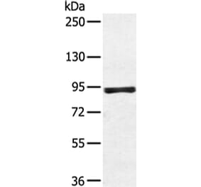 ZFP28 Antibody from Signalway Antibody (43349) - Antibodies.com