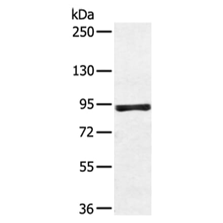 ZFP28 Antibody from Signalway Antibody (43349) - Antibodies.com