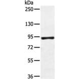 ZFP28 Antibody from Signalway Antibody (43349) - Antibodies.com