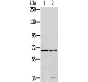 MMP24 Antibody from Signalway Antibody (43400) - Antibodies.com