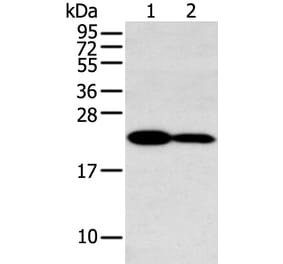 HOXA7 Antibody from Signalway Antibody (43403) - Antibodies.com