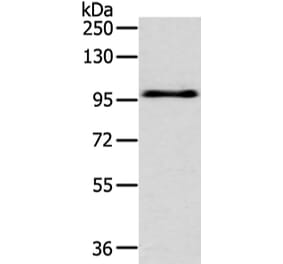 EPHA3 Antibody from Signalway Antibody (43406) - Antibodies.com