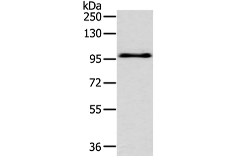 EPHA3 Antibody from Signalway Antibody (43406) - Antibodies.com