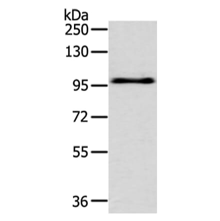 EPHA3 Antibody from Signalway Antibody (43406) - Antibodies.com