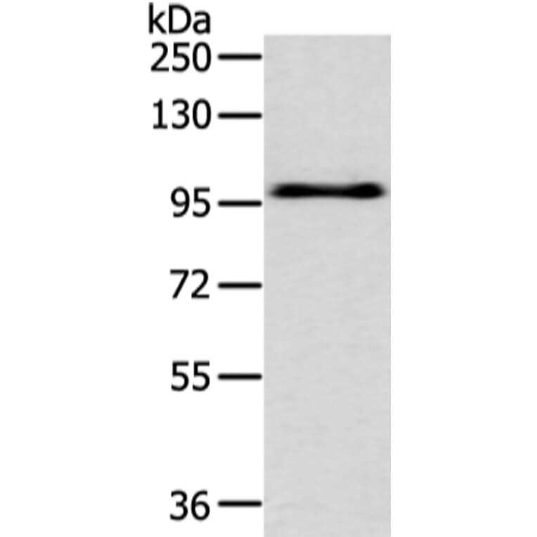 EPHA3 Antibody from Signalway Antibody (43406) - Antibodies.com