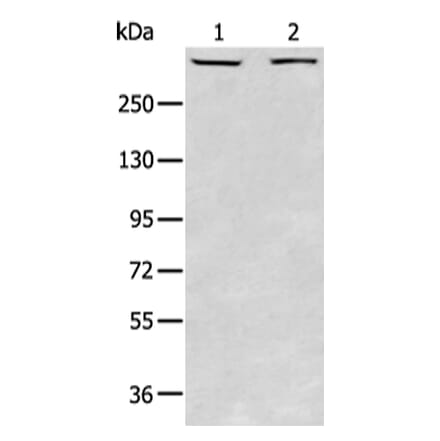 PRKDC Antibody from Signalway Antibody (43413) - Antibodies.com