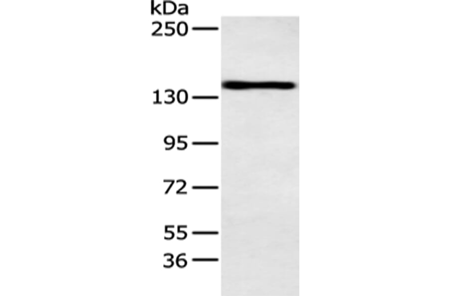 POLA1 Antibody from Signalway Antibody (43414) - Antibodies.com