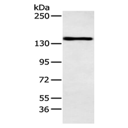 POLA1 Antibody from Signalway Antibody (43414) - Antibodies.com