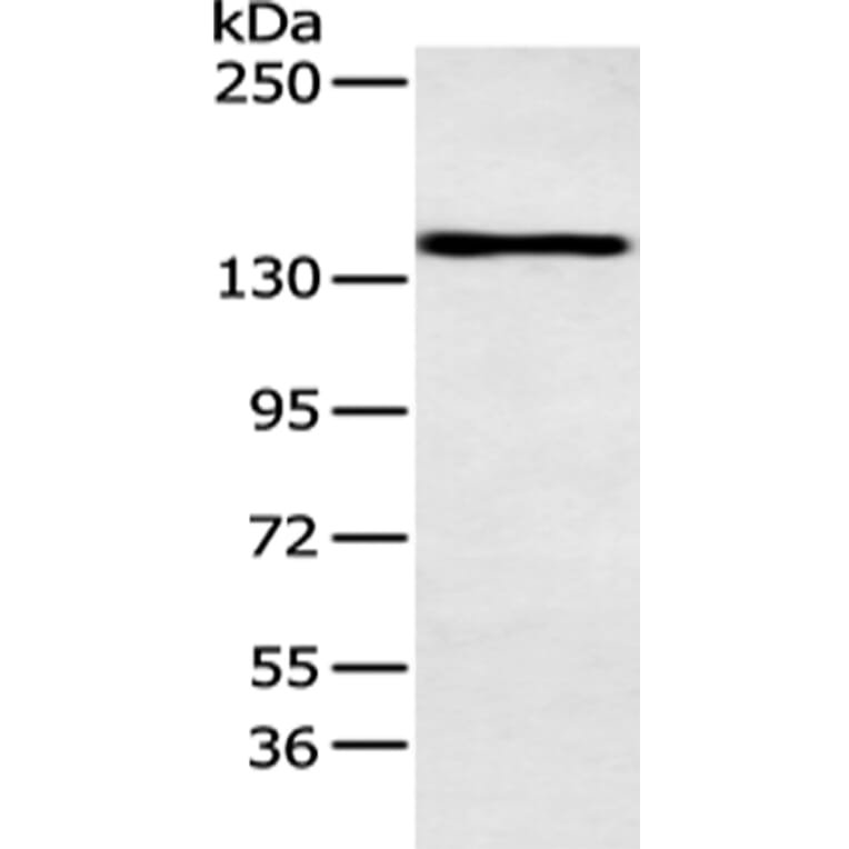 POLA1 Antibody from Signalway Antibody (43414) - Antibodies.com