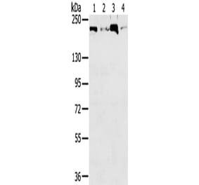 TOP2B Antibody from Signalway Antibody (43422) - Antibodies.com