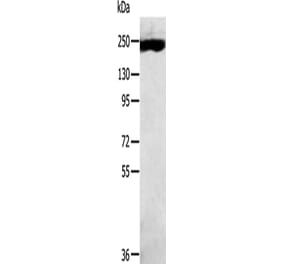 MED13 Antibody from Signalway Antibody (43426) - Antibodies.com