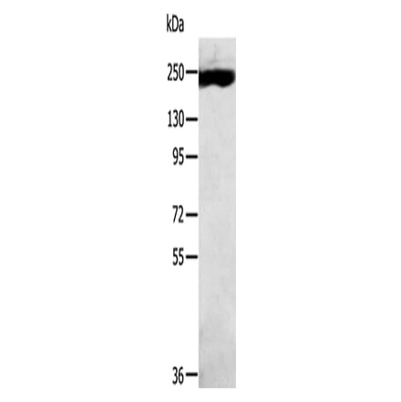 MED13 Antibody from Signalway Antibody (43426) - Antibodies.com