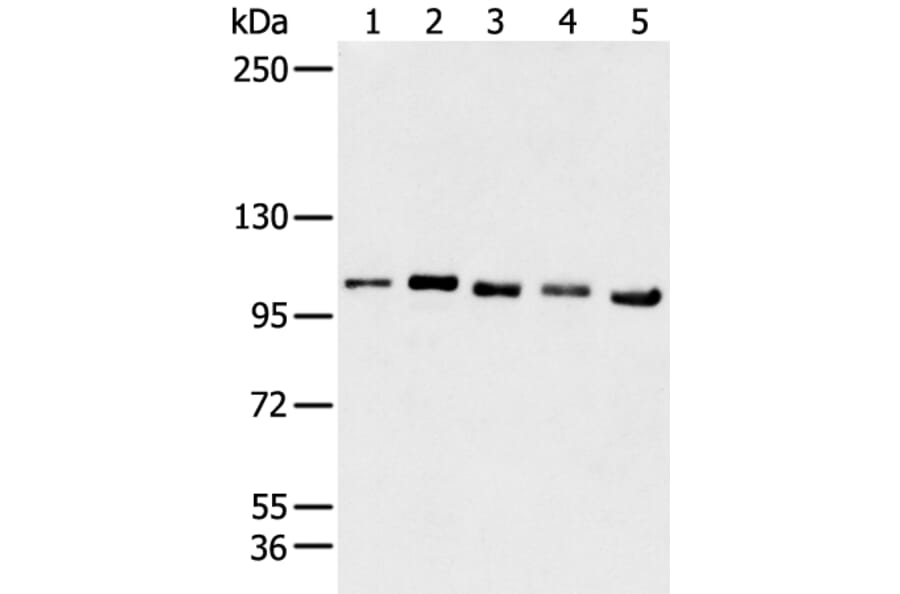 GANAB Antibody from Signalway Antibody (43468) - Antibodies.com