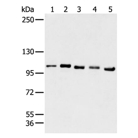GANAB Antibody from Signalway Antibody (43468) - Antibodies.com