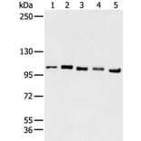 GANAB Antibody from Signalway Antibody (43468) - Antibodies.com
