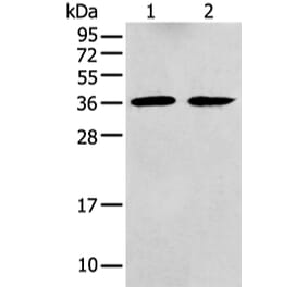 GNAI2 Antibody from Signalway Antibody (43476) - Antibodies.com