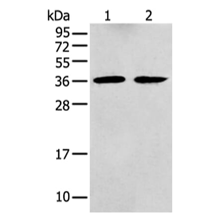 GNAI2 Antibody from Signalway Antibody (43476) - Antibodies.com
