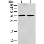 GNAI2 Antibody from Signalway Antibody (43476) - Antibodies.com