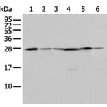 FKBP7 Antibody from Signalway Antibody (43555) - Antibodies.com