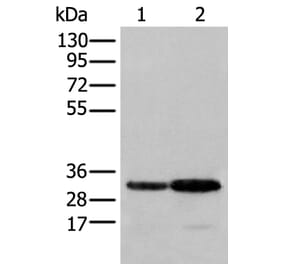 SFXN1 Antibody from Signalway Antibody (43557) - Antibodies.com